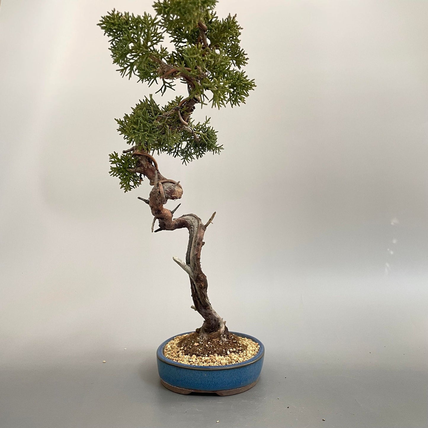 Tsuyama Hinoi cypress shohin bonsai