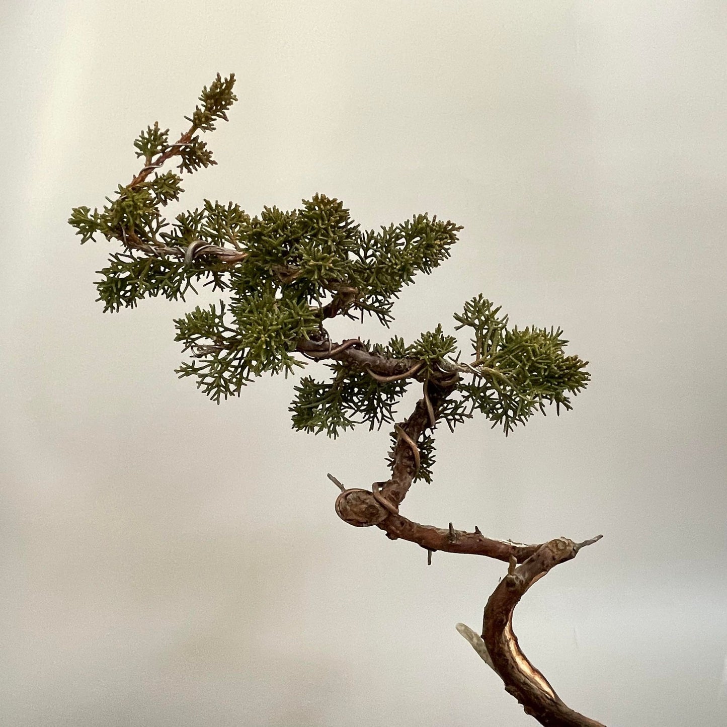 Tsuyama Hinoi cypress shohin bonsai