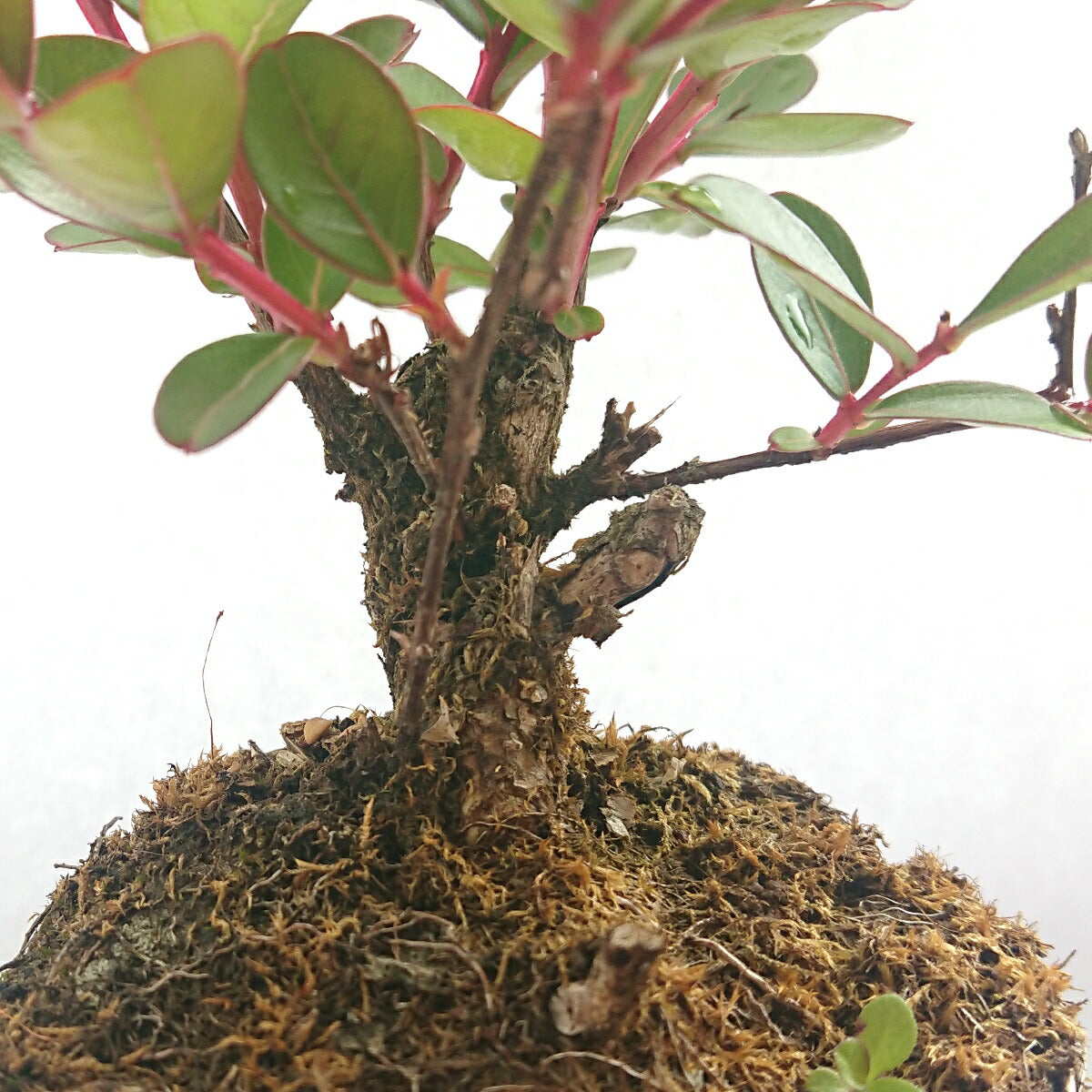 盆栽サルスベリさるすべり苗木盆栽素材ミニ盆栽bonsai